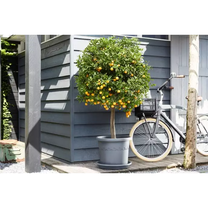 Flowerpot Anthracite with orange tree and bicycle on the side