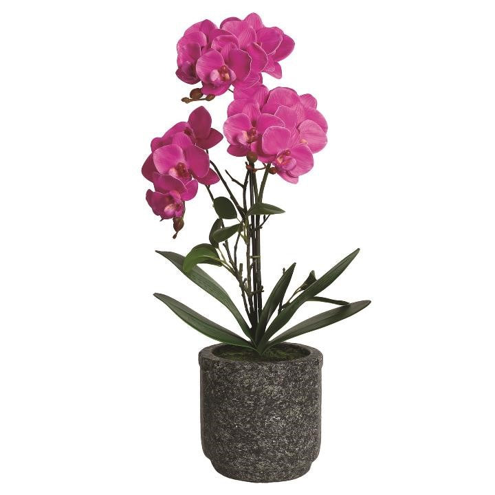 Pink Orchid In Grey Pot