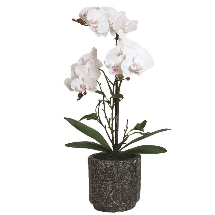 White Orchid in Grey Pot